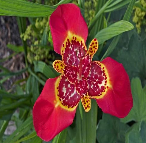 Red Tigridia Flower Seeds