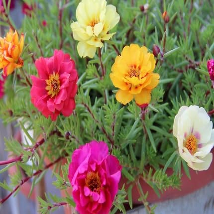 Mixed Rose Flower Seeds