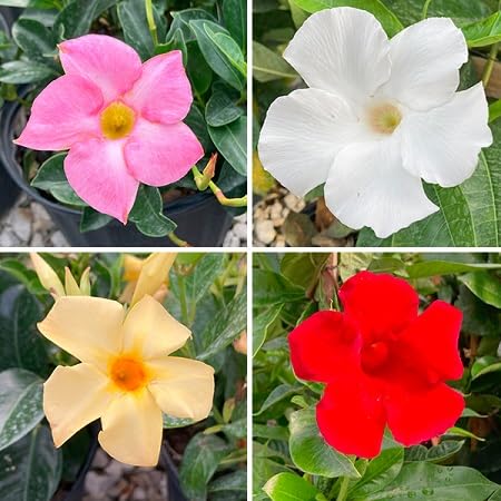 Mandevilla Flower Seeds