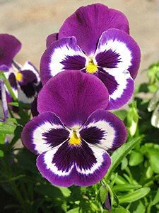 Pansy Flower Viola Tricolor