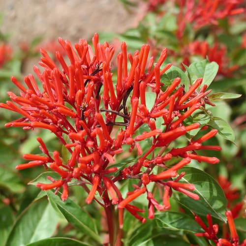 Red Hamelia Patens Flower Seeds
