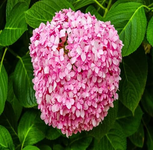 Pink Michauxia Flower Seeds