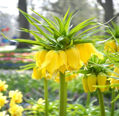 Yellow Fritillaria Flower Seeds
