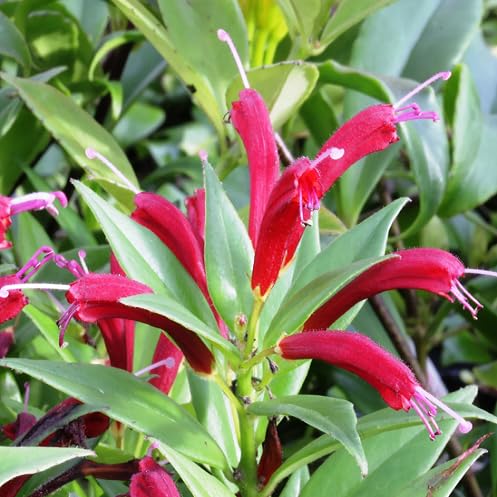 Red Aeschynanthus Flower Seeds