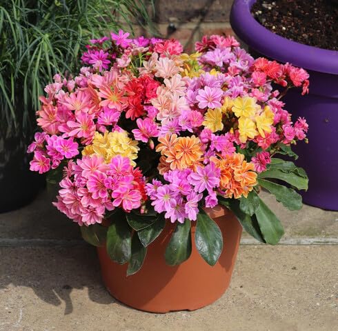 Mixed Lewisia Flower Seeds