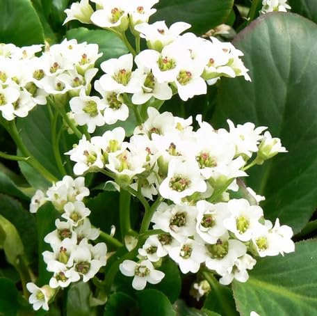 White Bergenia Flower Seeds