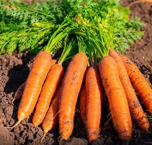 Orange Carrot Vegetable Seeds Heirloom, Non-GMO for Home Garden Planting
