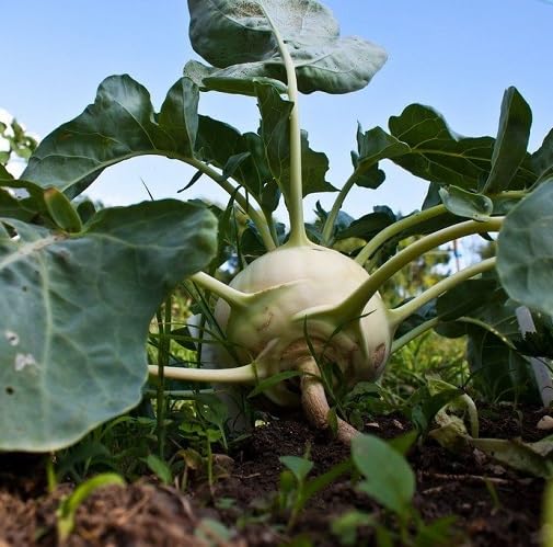 Green Kohlrabi vegetable seeds for Home Gardening, Heirloom, Non-GMO, High Germination for kitchen garden planting