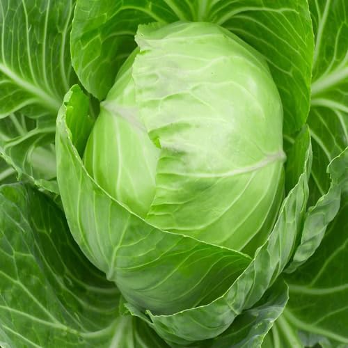 Cabbage vegetable seeds for Home Gardening, Easy Grow Culinary Garden Selection Premium for kitchen garden planting