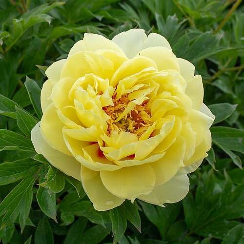 Yellow Perennial Peony Flower Seeds