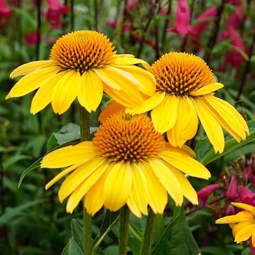 Yellow Echinacea Daisy Flower Seeds