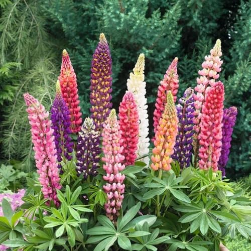 mixed lupine flower seeds