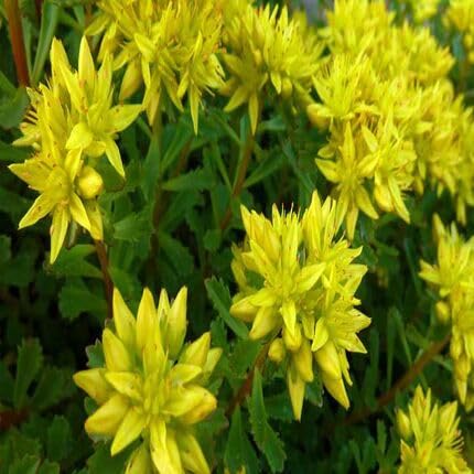 Yellow Sedum Flower Seeds