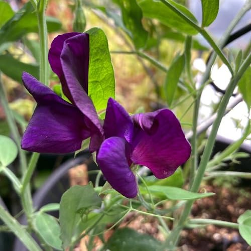 Purple lathyrus Flower Seeds