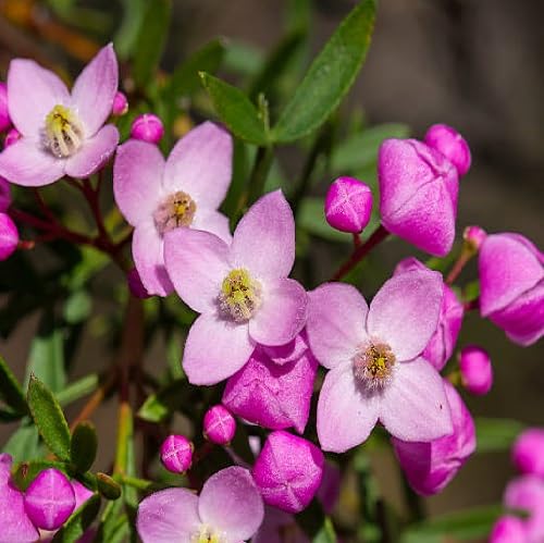 Pink boronia Flower Seeds