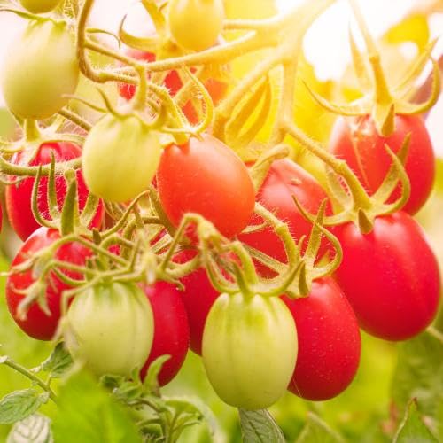 Red Yellow Tomato vegetable seeds for Home Gardening, Heirloom, Non-GMO, High Germination for kitchen garden planting