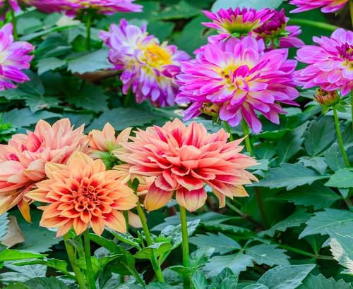 Giant Chrysanthemum Flower Seeds