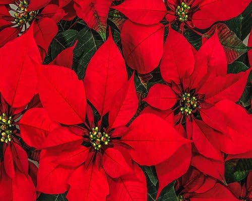 Red Poinsettia Flower Seed