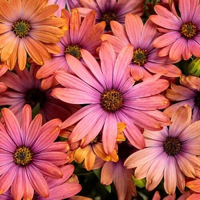 Osteospermum Flowers Seeds