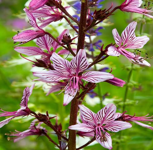 Pink Dictamnus Albus Flower Seeds