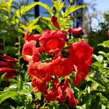 Red Tecoma Flower Seeds
