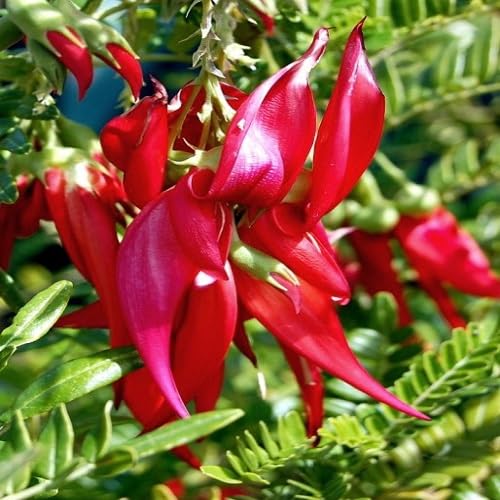 Red Clianthus Flower Seeds
