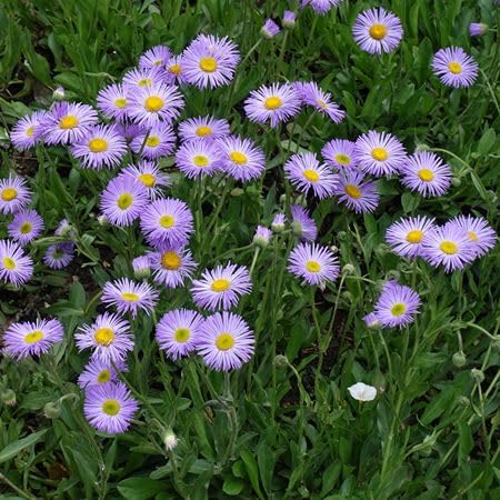 Voilet Erigeron Flower Seeds