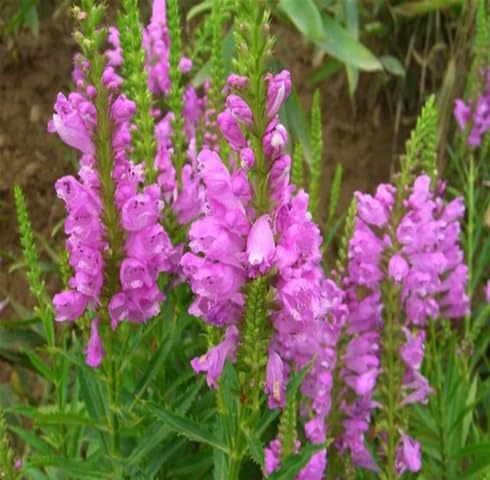 Pink Physostegia Flower Seeds