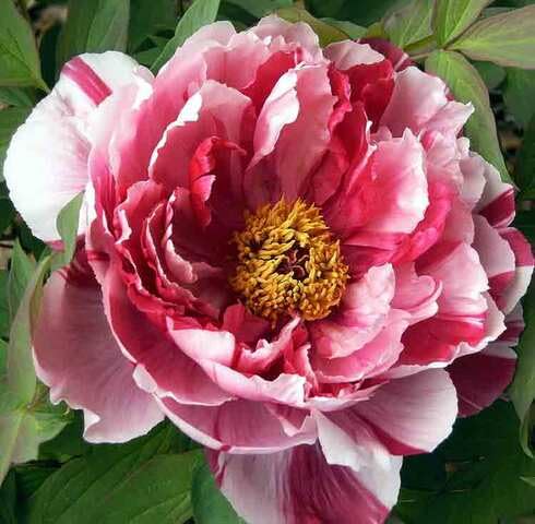 Red White Peony Flower Seeds