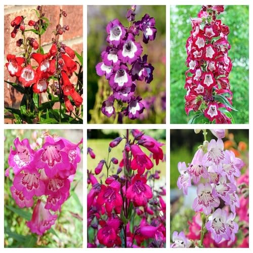 Mixed Penstemon Flower Seeds