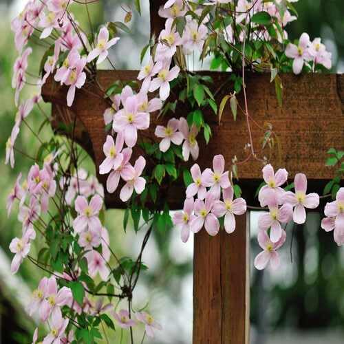 Pink Pale Climbing Clematis Flower Seeds