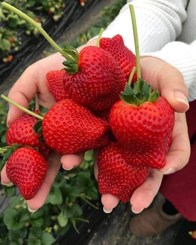 Climbing Strawberry Colorful Fruit Vines