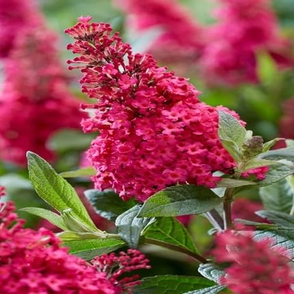 Red Buddleia Flower Seeds