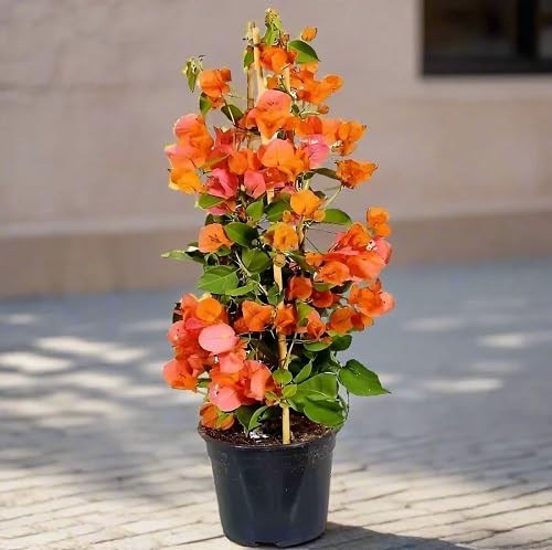 orange bougainvillea flower seeds