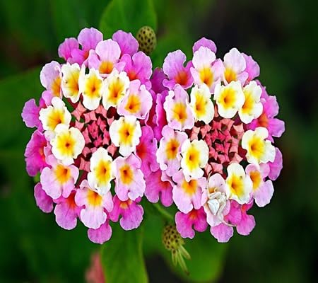 Lantana Flower Seeds