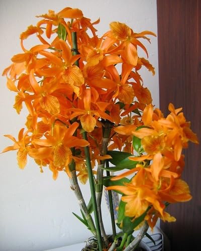 Orange Dendrobium Flowers Seeds