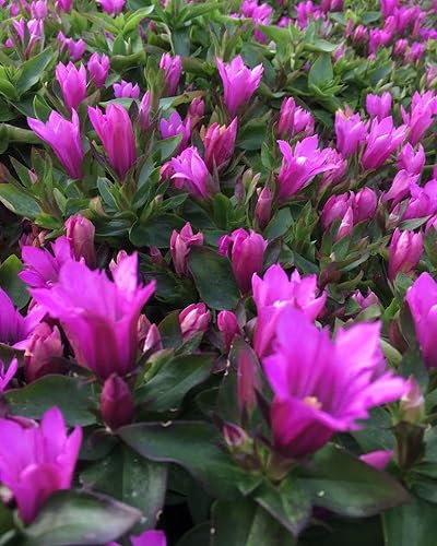 Pink Gentian Flower Seeds