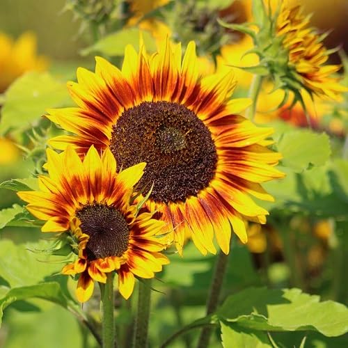 Red Yellow Sunflower Flower Seeds