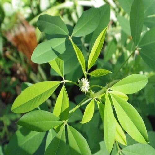 Green Chipilin Vegetable Seeds Heirloom, Non-GMO for Home Garden Planting