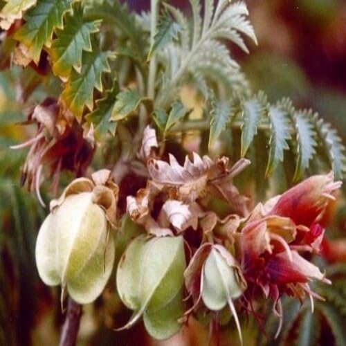 White Melianthus comosus Flower Seeds
