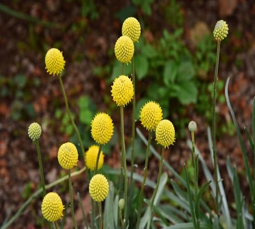 Yellow Craspedia Flower Seeds