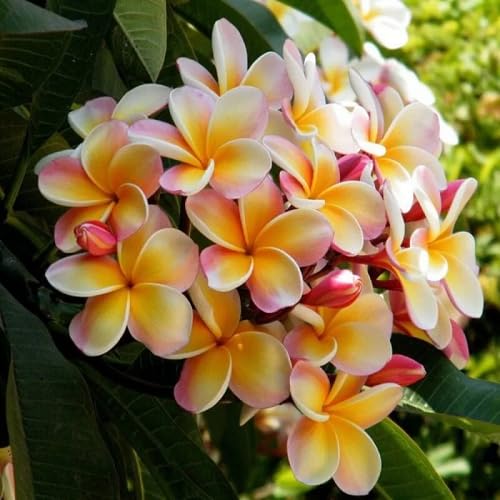 Pink Orange Plumeria alba Flower Seeds