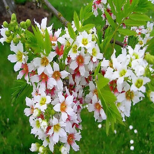Yellow Horn Flower Seeds