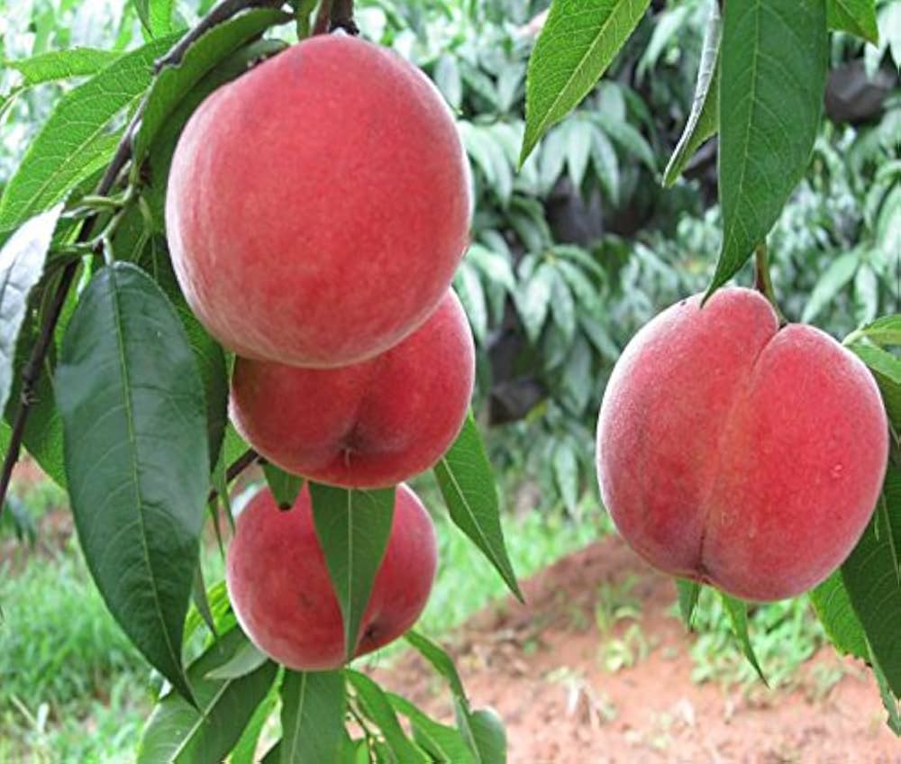 peach prunus persica flower bed vegetable patch