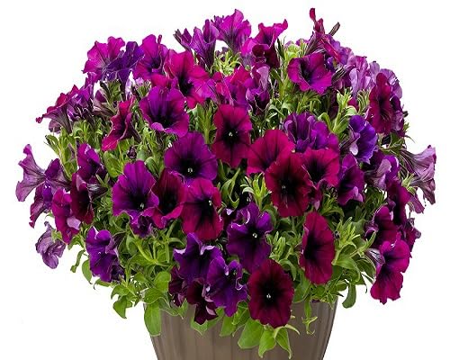 Pink Petunia Flower Seeds