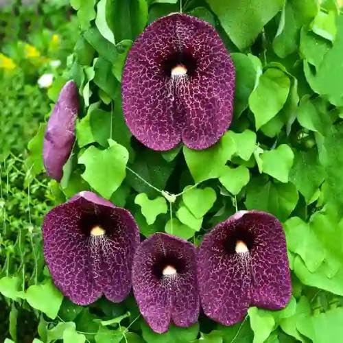 Maroon Amaryllis Barbados Flower Seeds