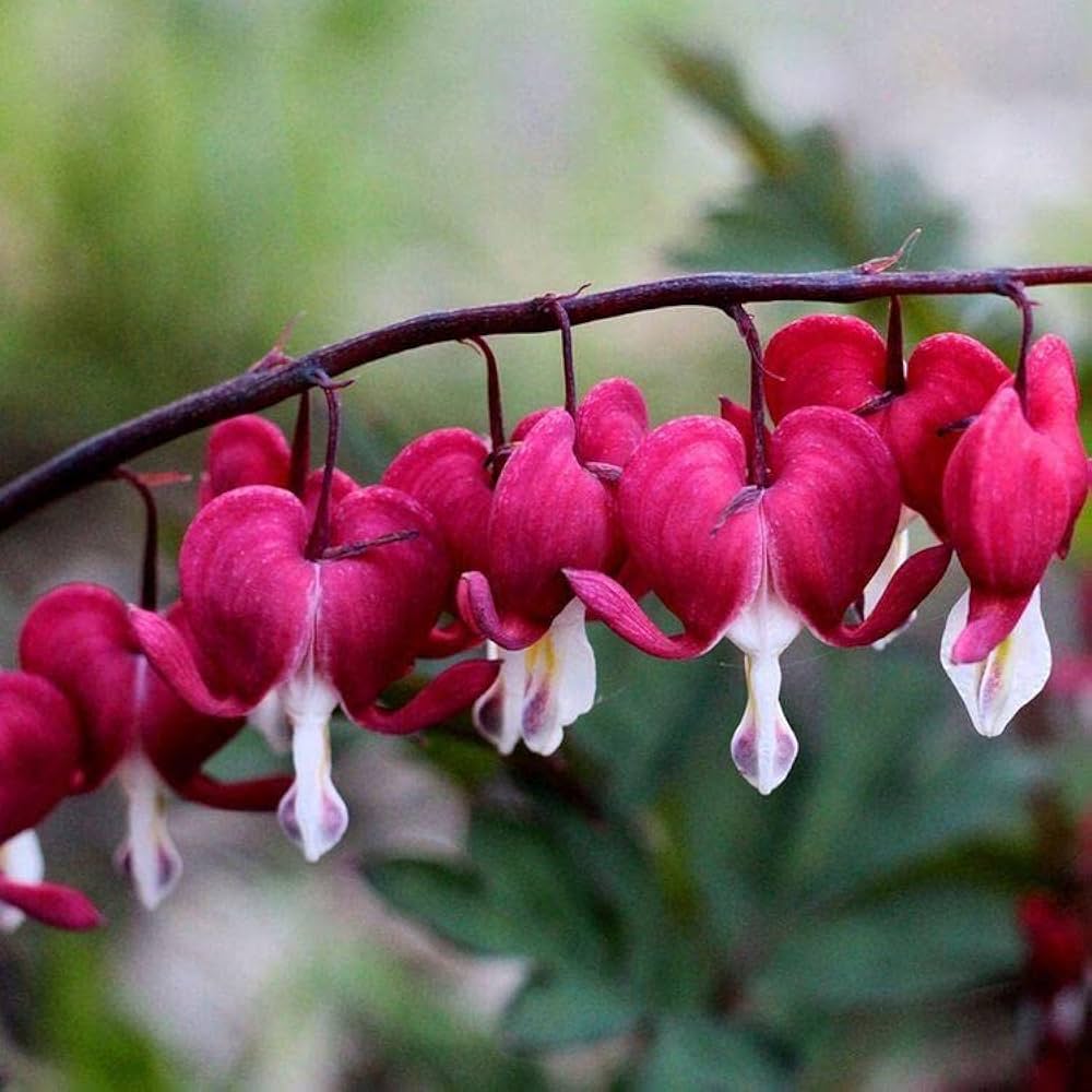 Pink Heart Flower Fresh