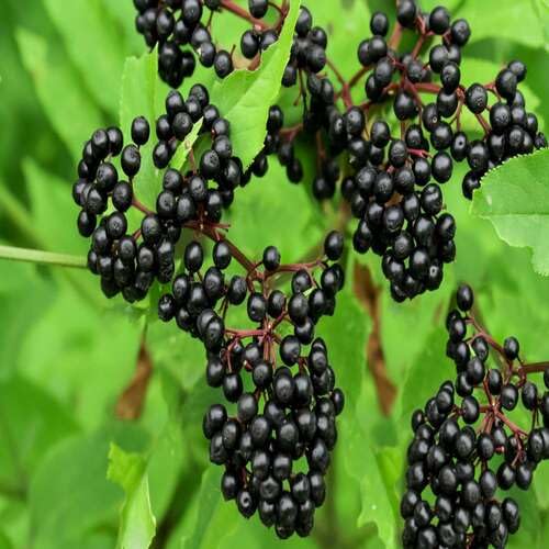 Black Elderberry fruit seeds for organic garden planting