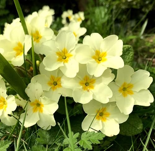 Primrose Flower Seeds