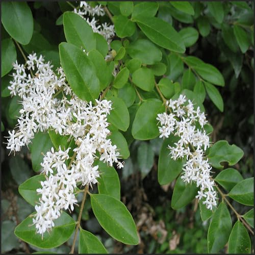 ligustrum Flower Seeds